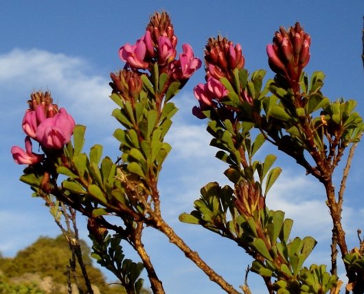 Hypocalyptus sophoroides leaves